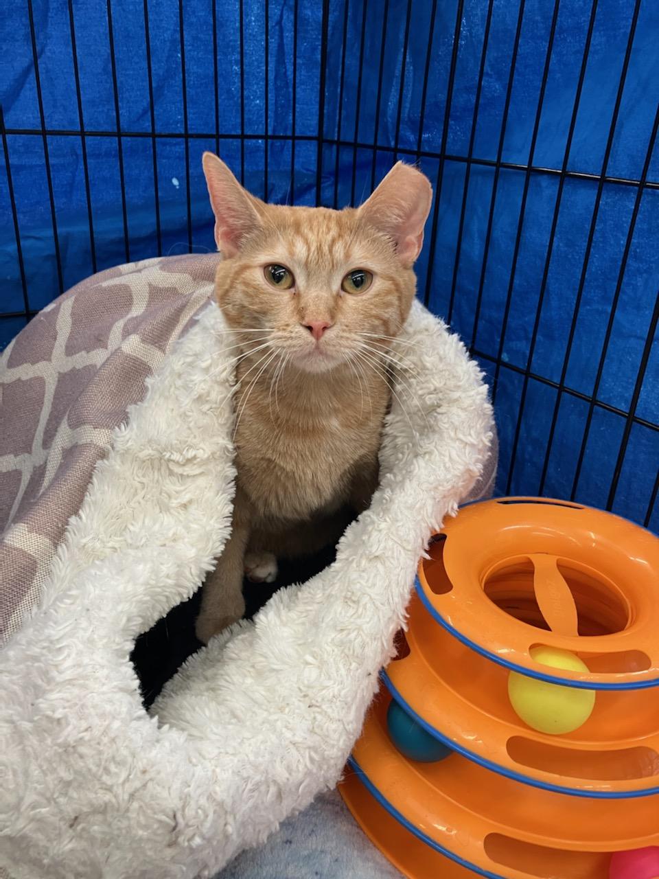 Peaches, Adoptable, Kitten Female Domestic Short Hair.