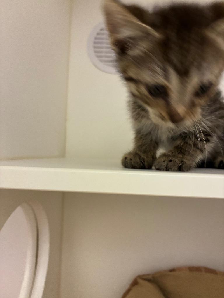 Enlarge Tater, a Adoptable mixed breed in Oxford, NC image 1/1