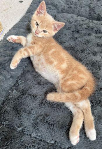 Triscuit (Valentine), a ADOPTABLE Domestic Short Hair in Davis, CA image 3/3