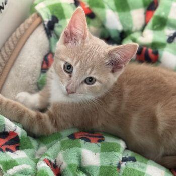 Triscuit (Valentine), ADOPTABLE, Young Male Domestic Short Hair.
