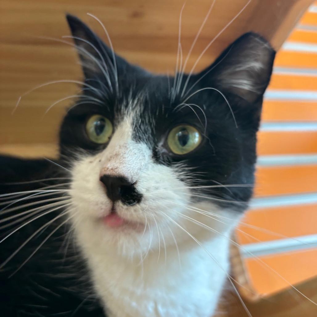 Marco, Adoptable, Adult Male Domestic Short Hair.