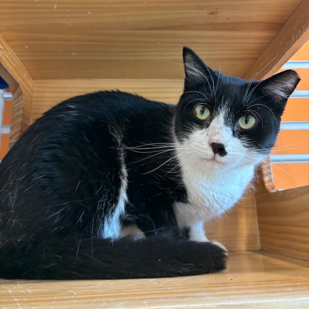 Marco, a Adoptable Domestic Short Hair in Washington Township, OH image 2/4