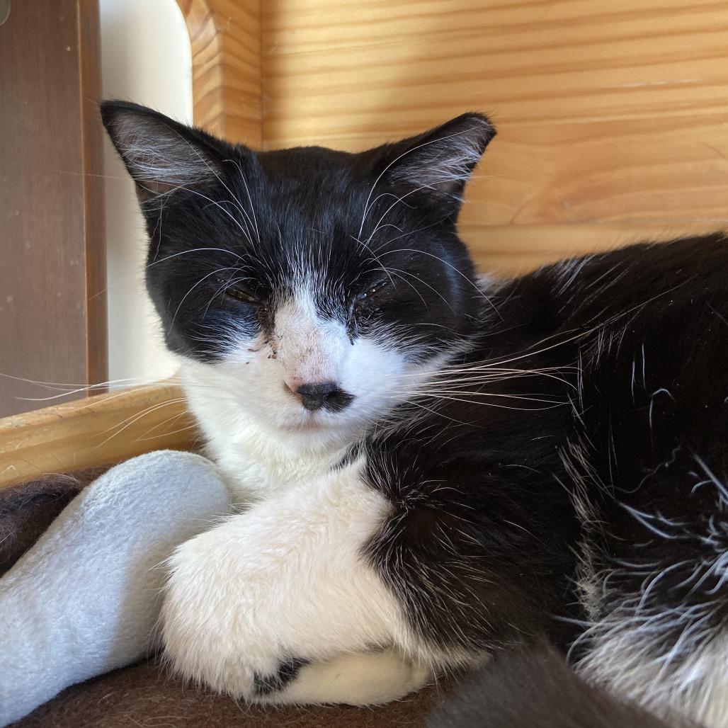 Marco, a Adoptable Domestic Short Hair in Washington Township, OH image 3/4
