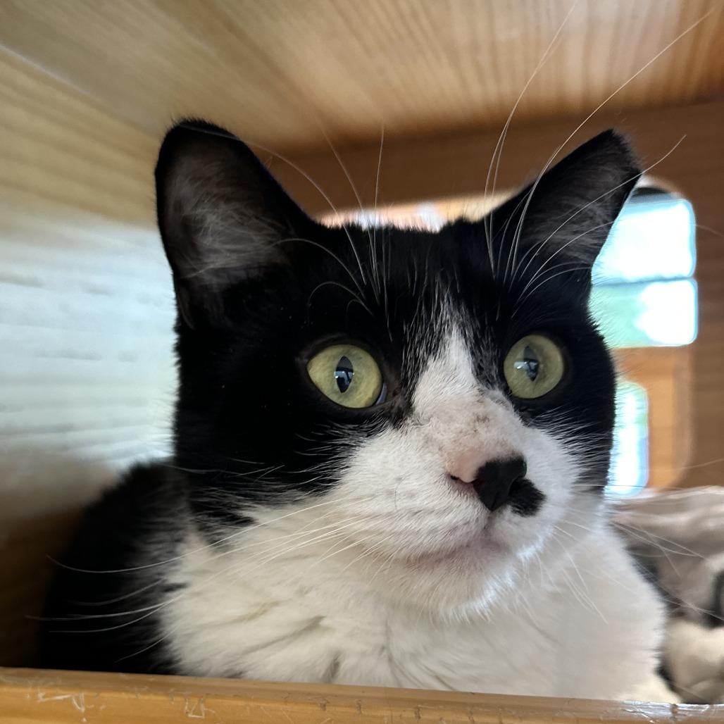 Enlarge Marco, a Adoptable Domestic Short Hair in Washington Township, OH image 4/6