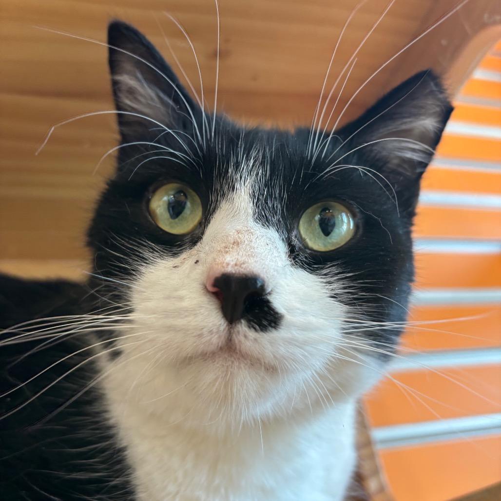 Marco, a Adoptable Domestic Short Hair in Washington Township, OH image 4/4