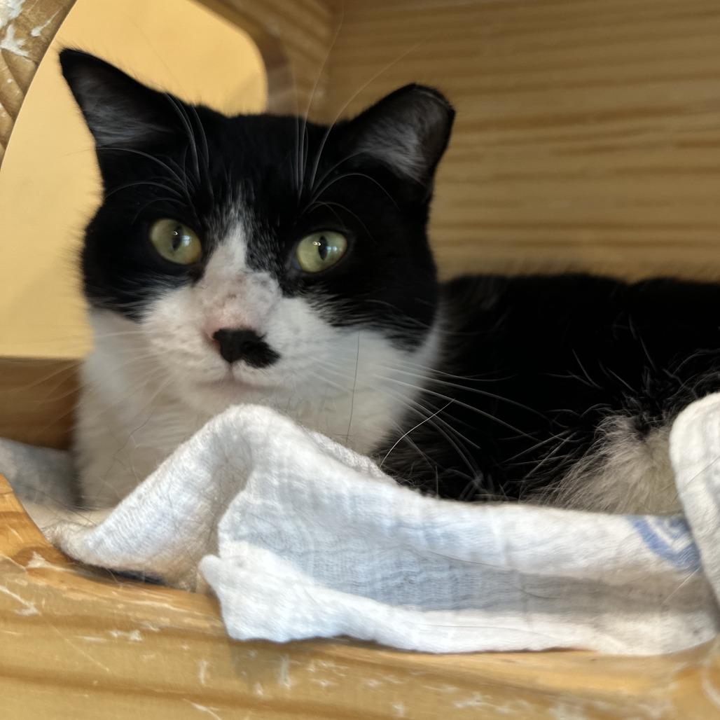 Enlarge Marco, a Adoptable Domestic Short Hair in Washington Township, OH image 6/6