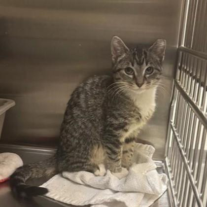 Squeaks, Adoptable, Young Female Domestic Short Hair & Domestic Short Hair.