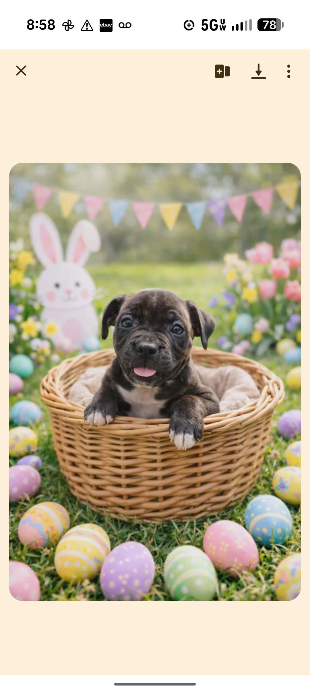 HUEY, ADOPTABLE, Puppy Male Pit Bull Terrier.