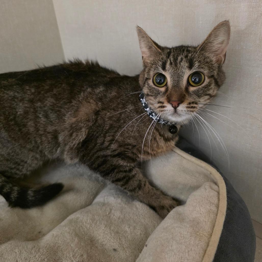 Enlarge Microwave, a Adoptable Domestic Short Hair in Watertown, NY image 1/4