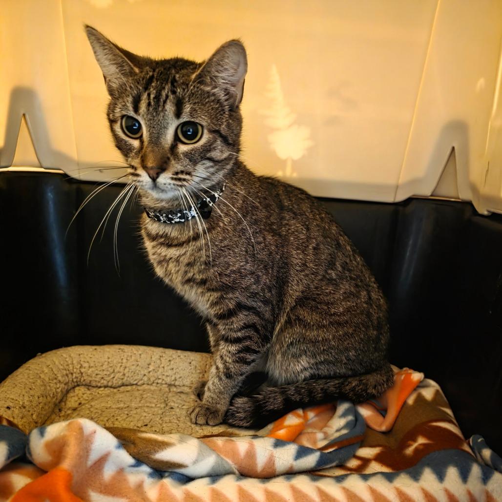 Enlarge Microwave, a Adoptable Domestic Short Hair in Watertown, NY image 2/4