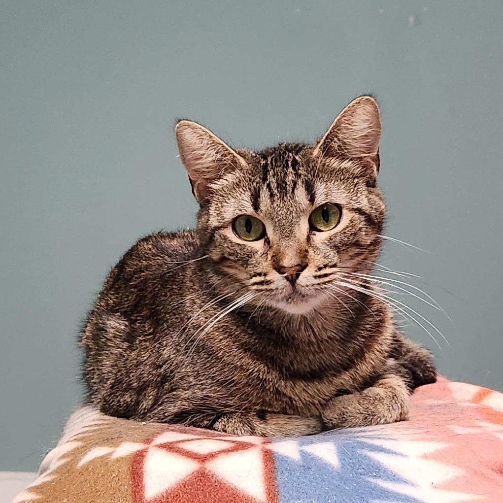 Enlarge Microwave, a Adoptable Domestic Short Hair in Watertown, NY image 3/5