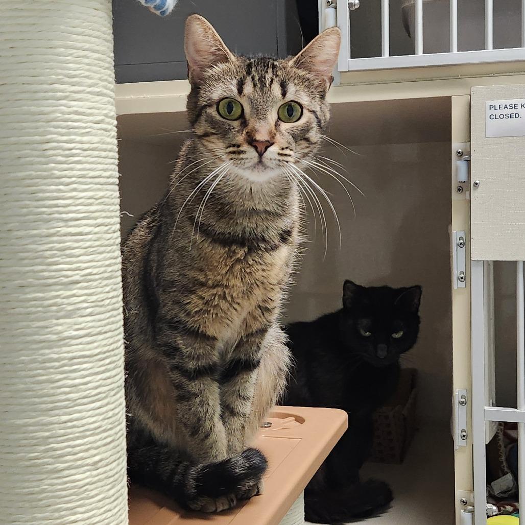 Microwave — thumbnail 4