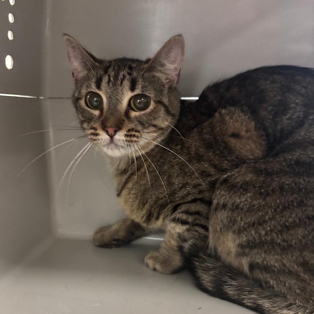 Enlarge Microwave, a Adoptable Domestic Short Hair in Watertown, NY image 4/4