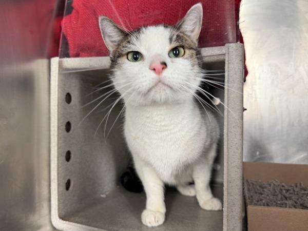 Enlarge Sun, a Adoptable mixed breed in New York, NY image 1/1
