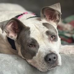 Pepita, Adult Female Pit Bull Terrier