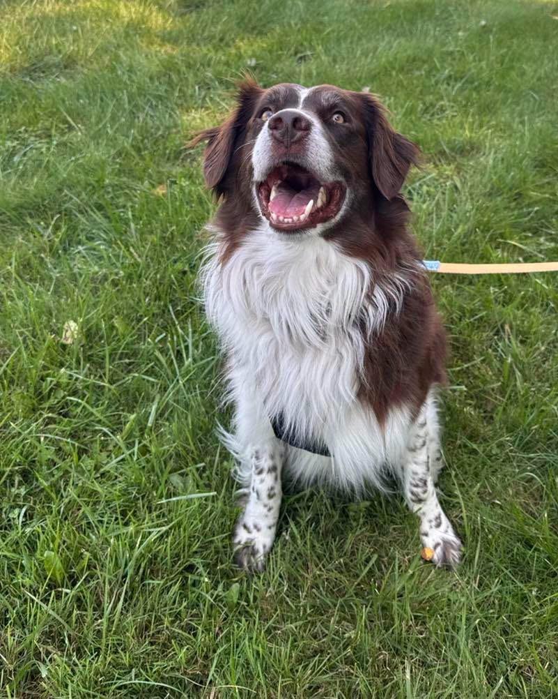 Enlarge Milo 2, a Adoptable mixed breed in Muskegon, MI image 2/6