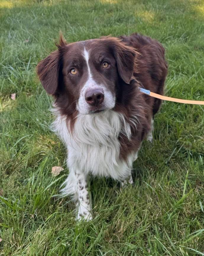 Enlarge Milo 2, a Adoptable mixed breed in Muskegon, MI image 3/6