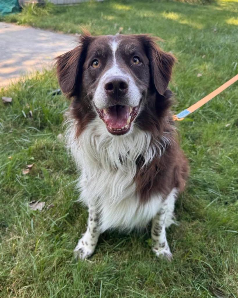 Enlarge Milo 2, a Adoptable mixed breed in Muskegon, MI image 5/6