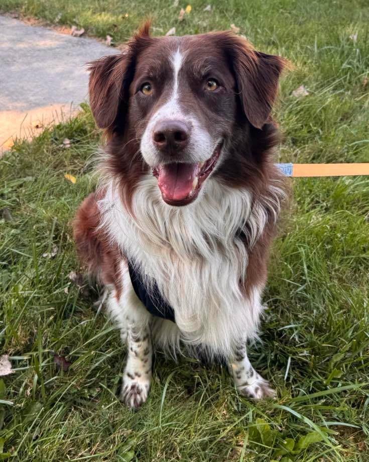 Enlarge Milo 2, a Adoptable mixed breed in Muskegon, MI image 6/6