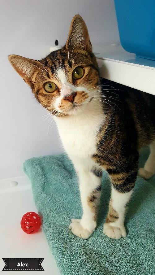 Alex, Adoptable, Young Male Domestic Short Hair.
