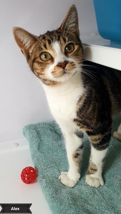 Alex, a Adoptable Domestic Short Hair in Key Largo, FL image 2/4