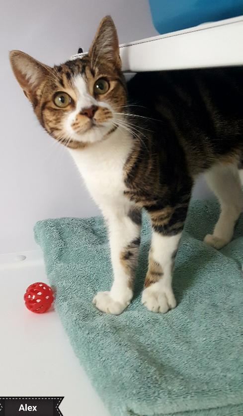 Alex, a Adoptable Domestic Short Hair in Key Largo, FL image 3/4