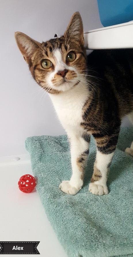 Alex, a Adoptable Domestic Short Hair in Key Largo, FL image 4/4