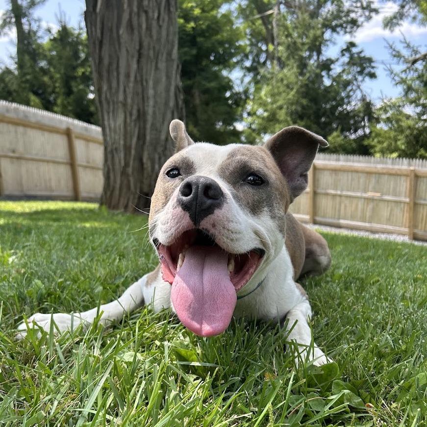 Gordo, Adoptable, Adult Male Mixed Breed.