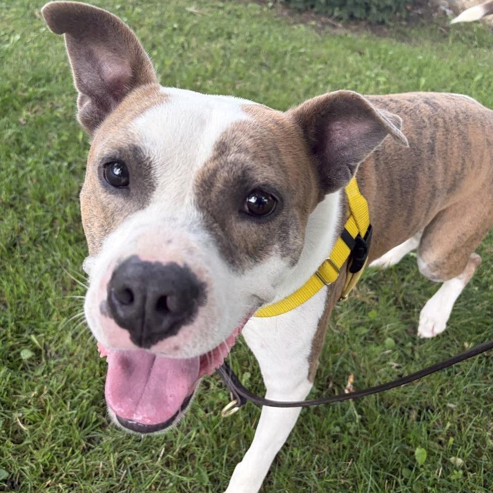 Enlarge Gordo, a Adoptable Mixed Breed in Bangall, NY image 2/6