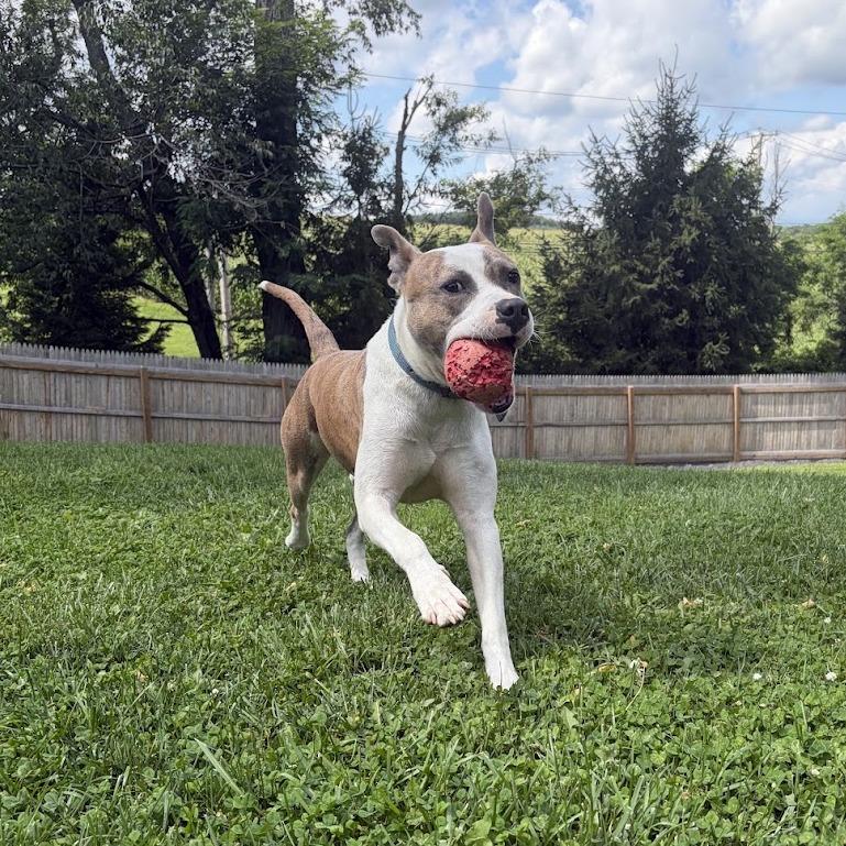 Enlarge Gordo, a Adoptable Mixed Breed in Bangall, NY image 3/6