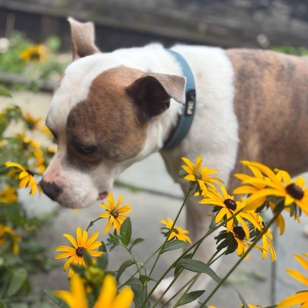 Enlarge Gordo, a Adoptable Mixed Breed in Bangall, NY image 4/6