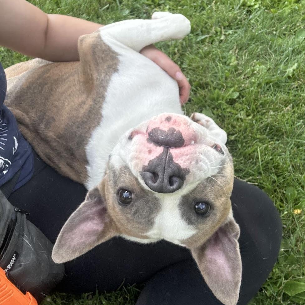Enlarge Gordo, a Adoptable Mixed Breed in Bangall, NY image 5/6