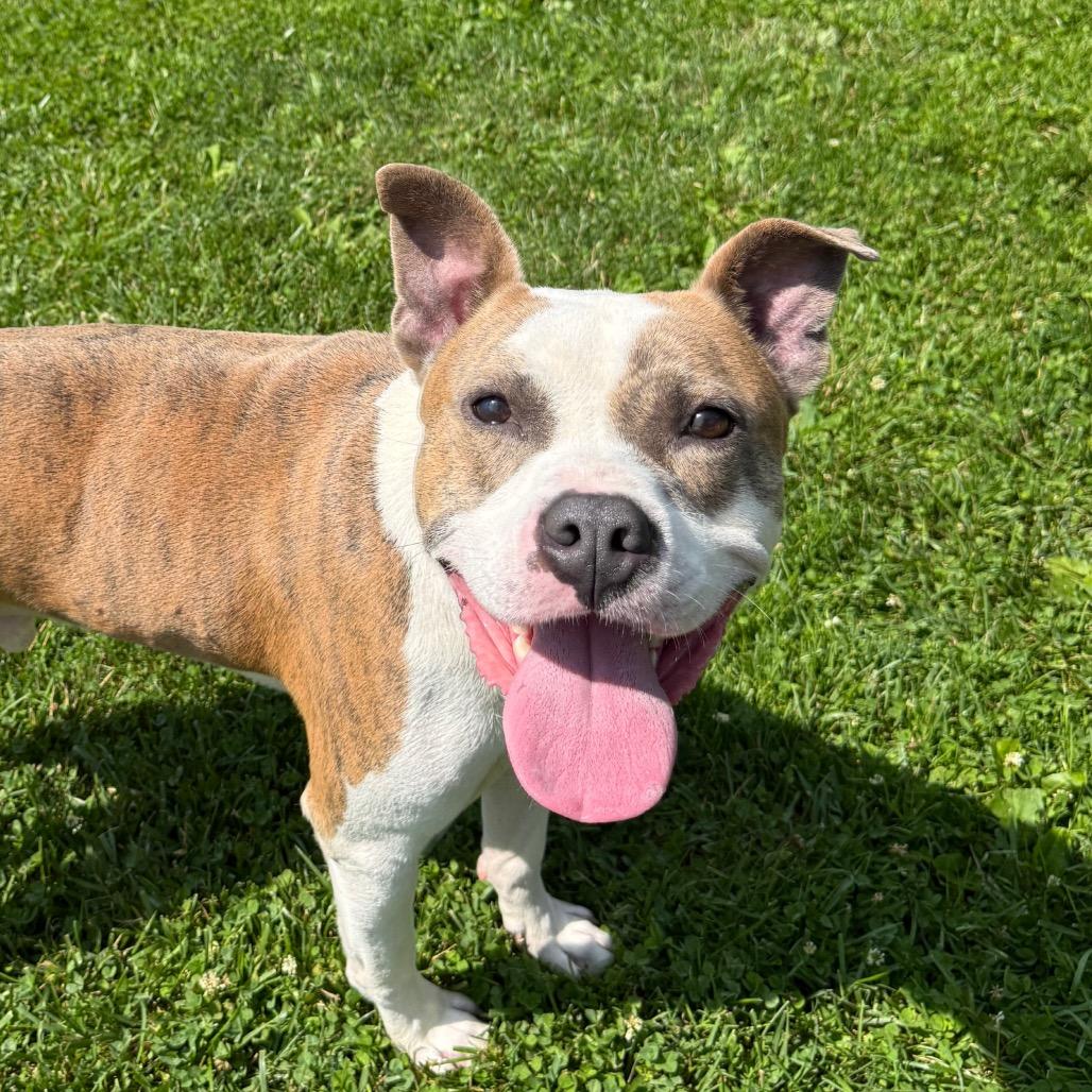 Enlarge Gordo, a Adoptable Mixed Breed in Bangall, NY image 6/6