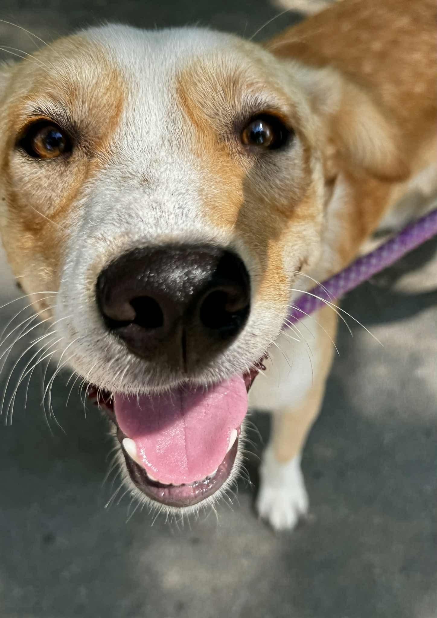 Enlarge GABE, a Adoptable mixed breed in Waverly, TN image 1/5