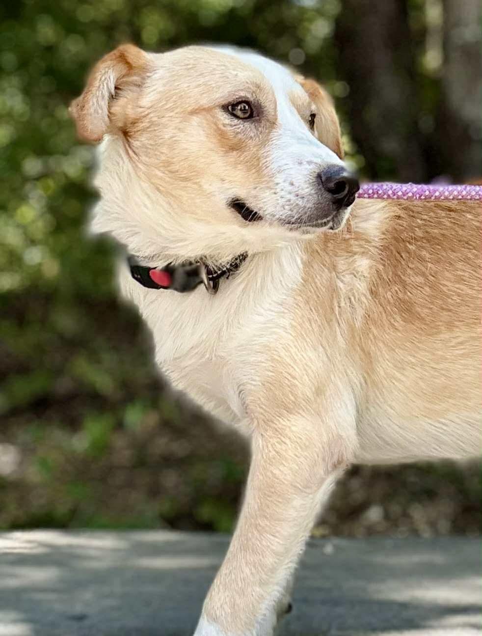 Enlarge GABE, a Adoptable mixed breed in Waverly, TN image 4/5