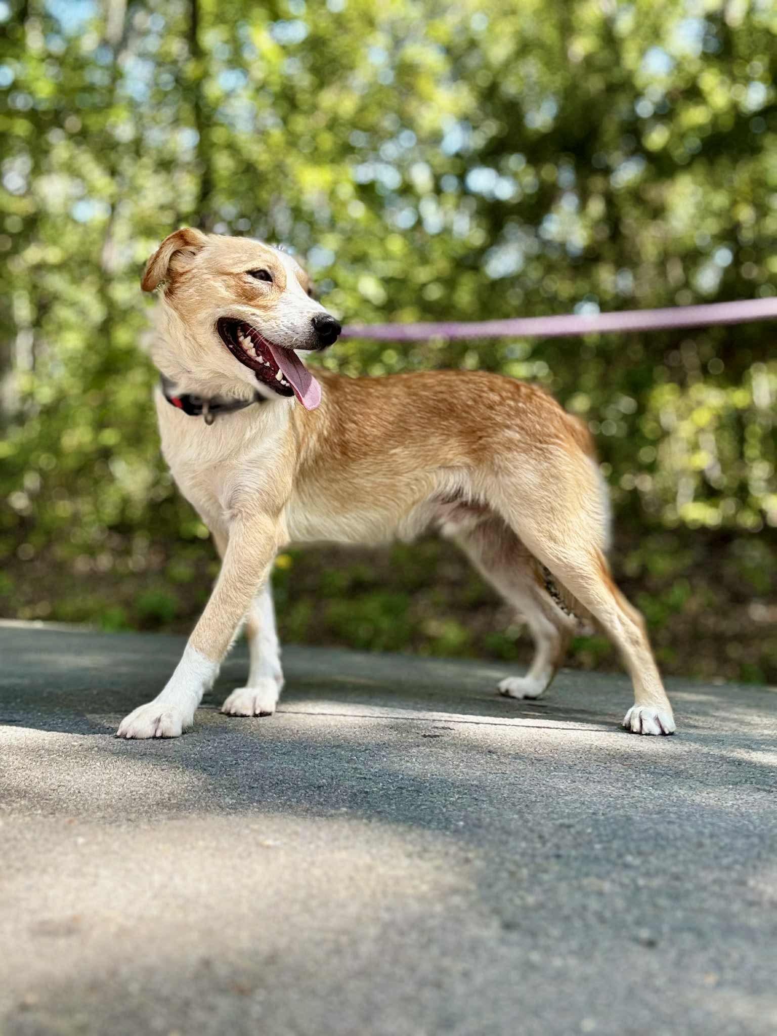 Enlarge GABE, a Adoptable mixed breed in Waverly, TN image 5/5