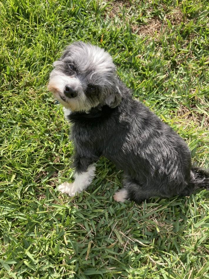 Boris, ADOPTABLE, Adult Male Shih Tzu & Maltese.