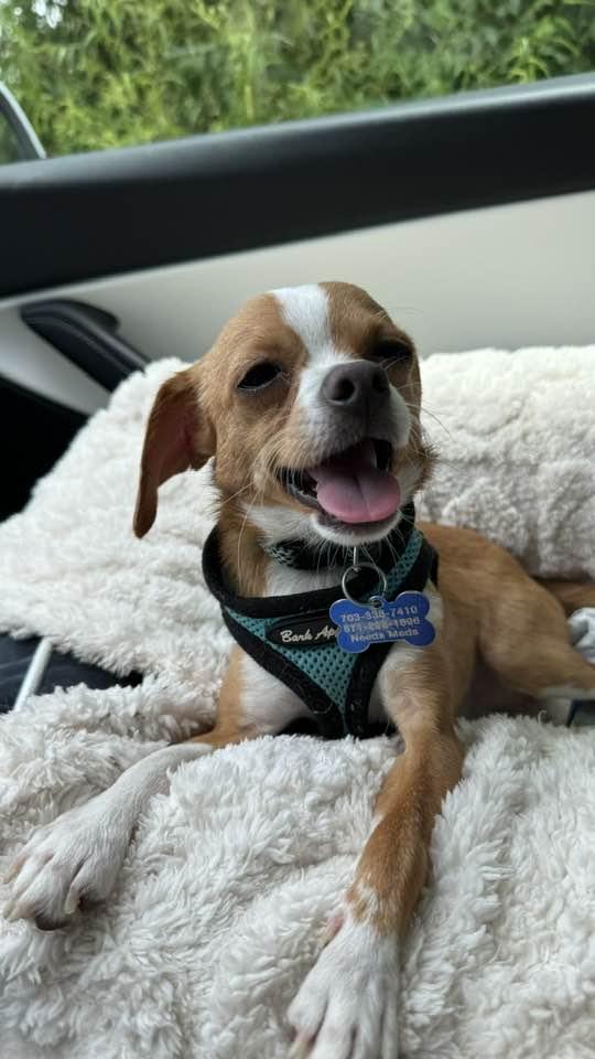 Jiffy, a Adopted Chihuahua in Clifton, VA image 1/3