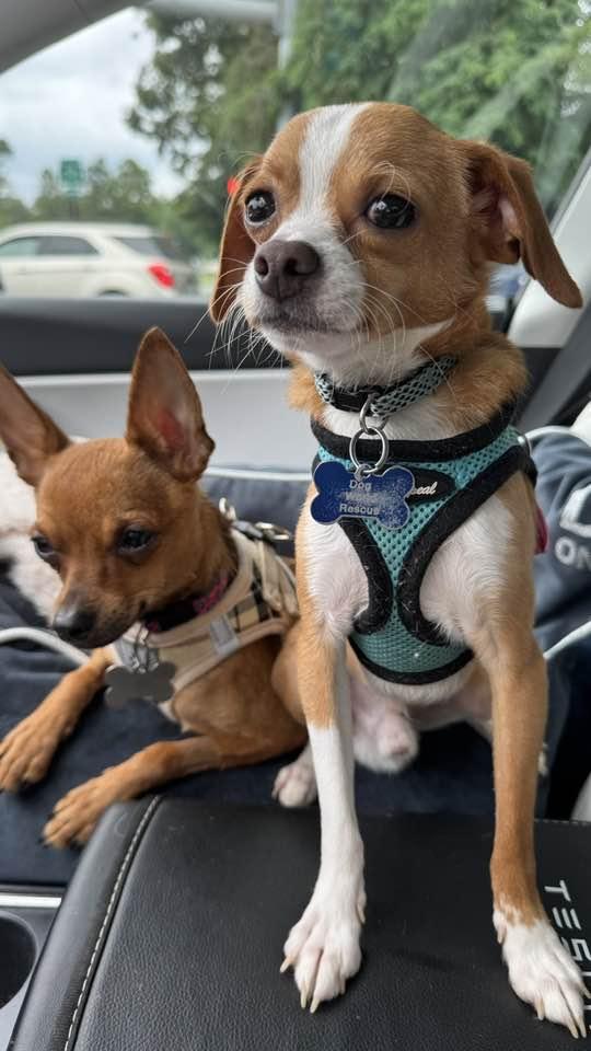 Jiffy, a Adopted Chihuahua in Clifton, VA image 2/3