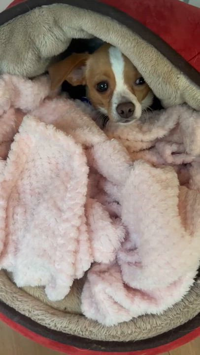 Enlarge Jiffy, a Adopted Chihuahua in Clifton, VA video 3/3