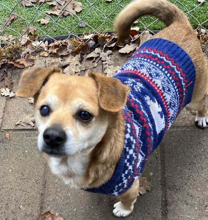 HONEY, a Adoptable Spaniel in Vacaville, CA image 1/6