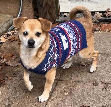 HONEY, a Adoptable Spaniel in Vacaville, CA image 2/6
