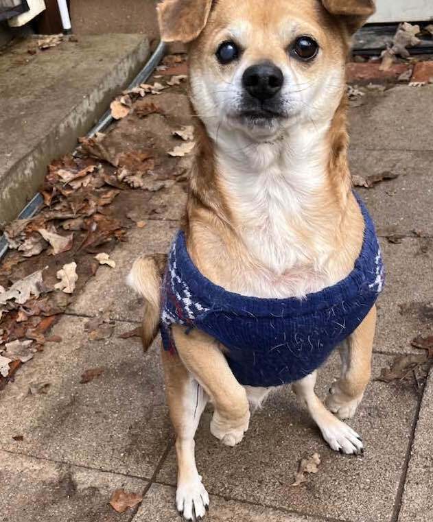 HONEY, a Adoptable Spaniel in Vacaville, CA image 3/6