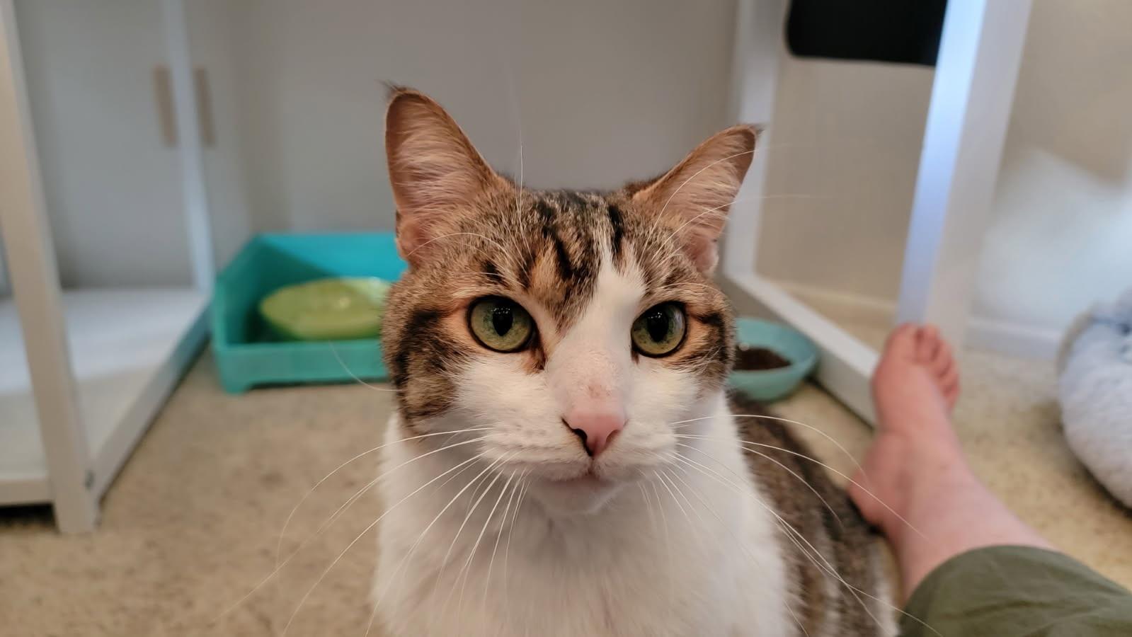 Enlarge Kiwi, a Adoptable Domestic Short Hair in Huntington Beach, CA image 2/2