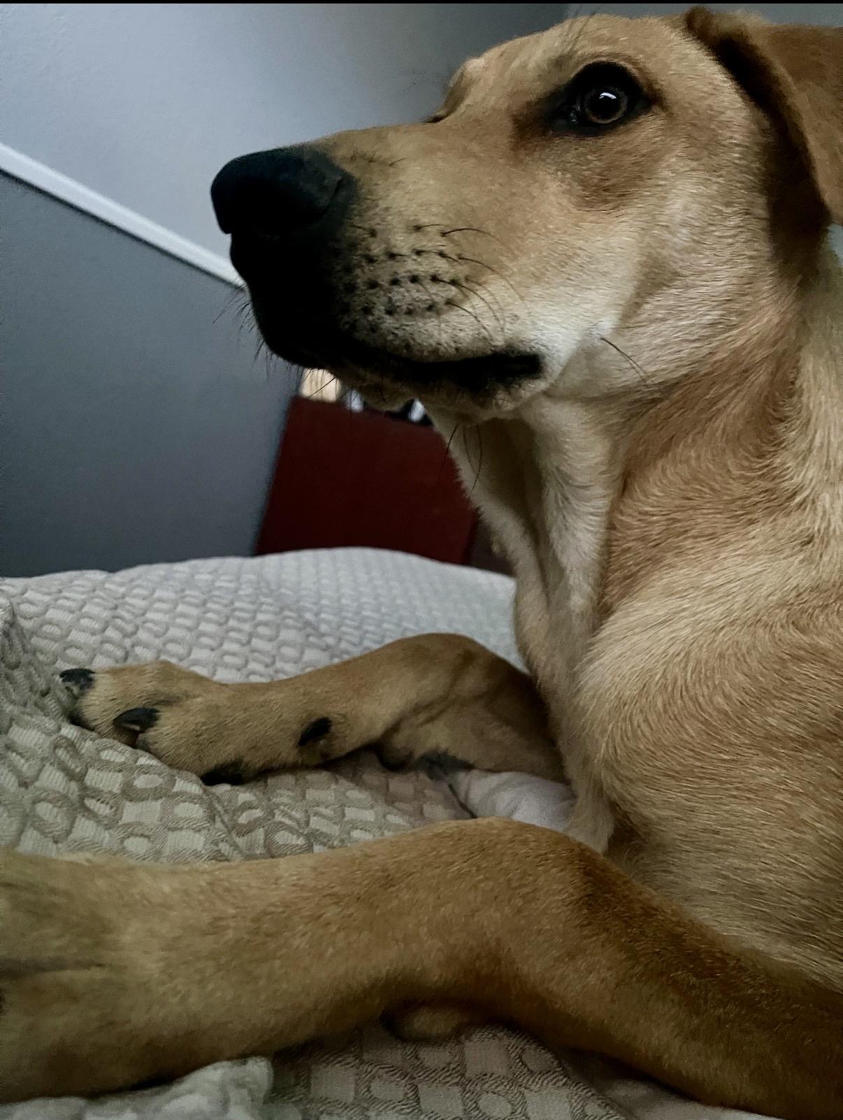 Enlarge Susie, a Adopted mixed breed in Las Vegas , NV image 4/5