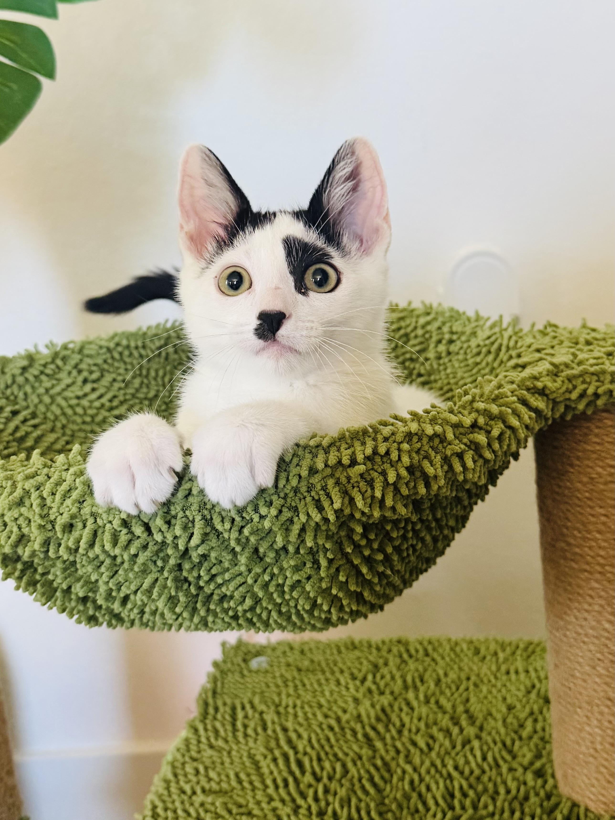 Cookie Crisp, ADOPTABLE, Kitten Female Domestic Medium Hair.