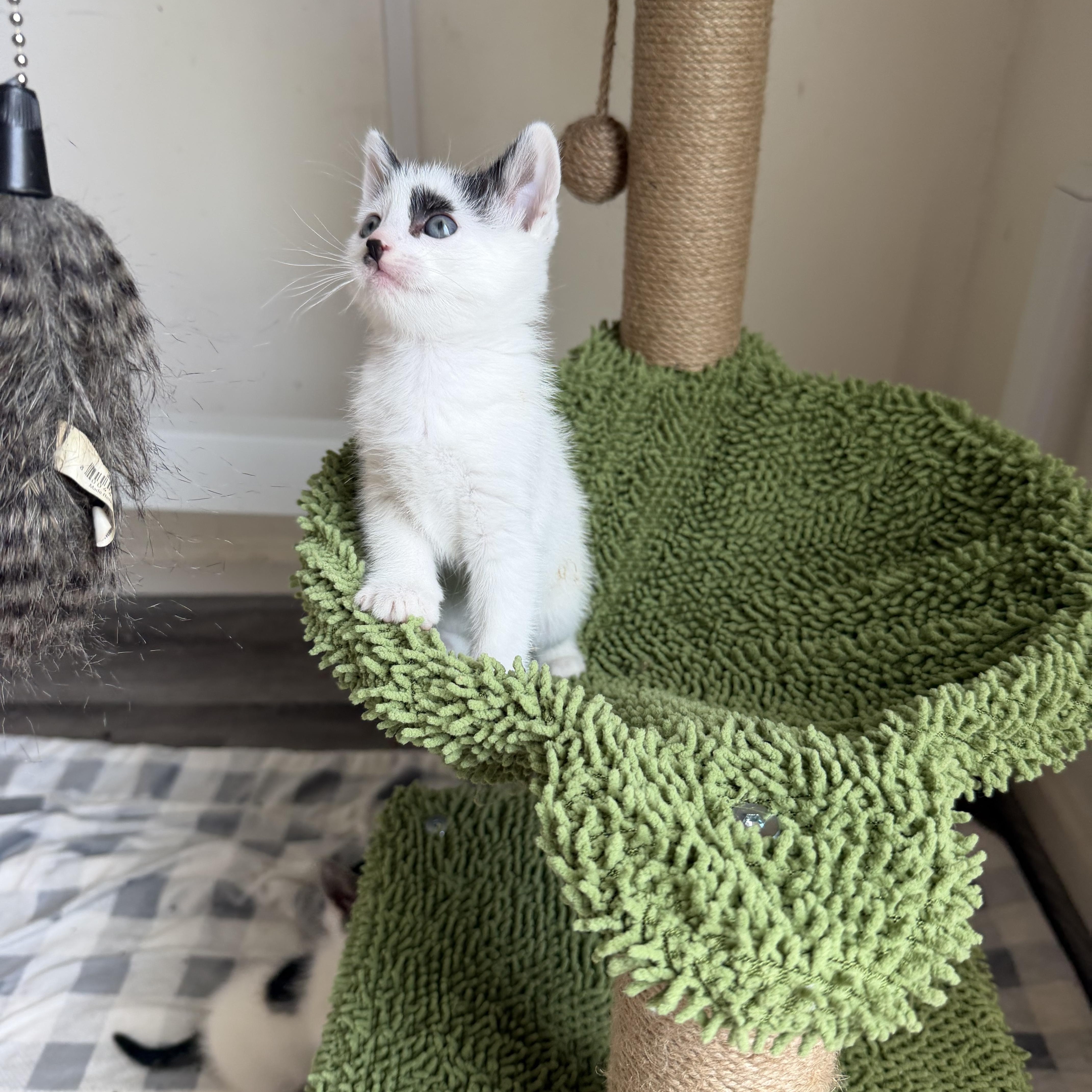 Cookie Crisp & Cookie Crumble (bonded pair), a ADOPTABLE Domestic Medium Hair in Sacramento, CA image 4/6