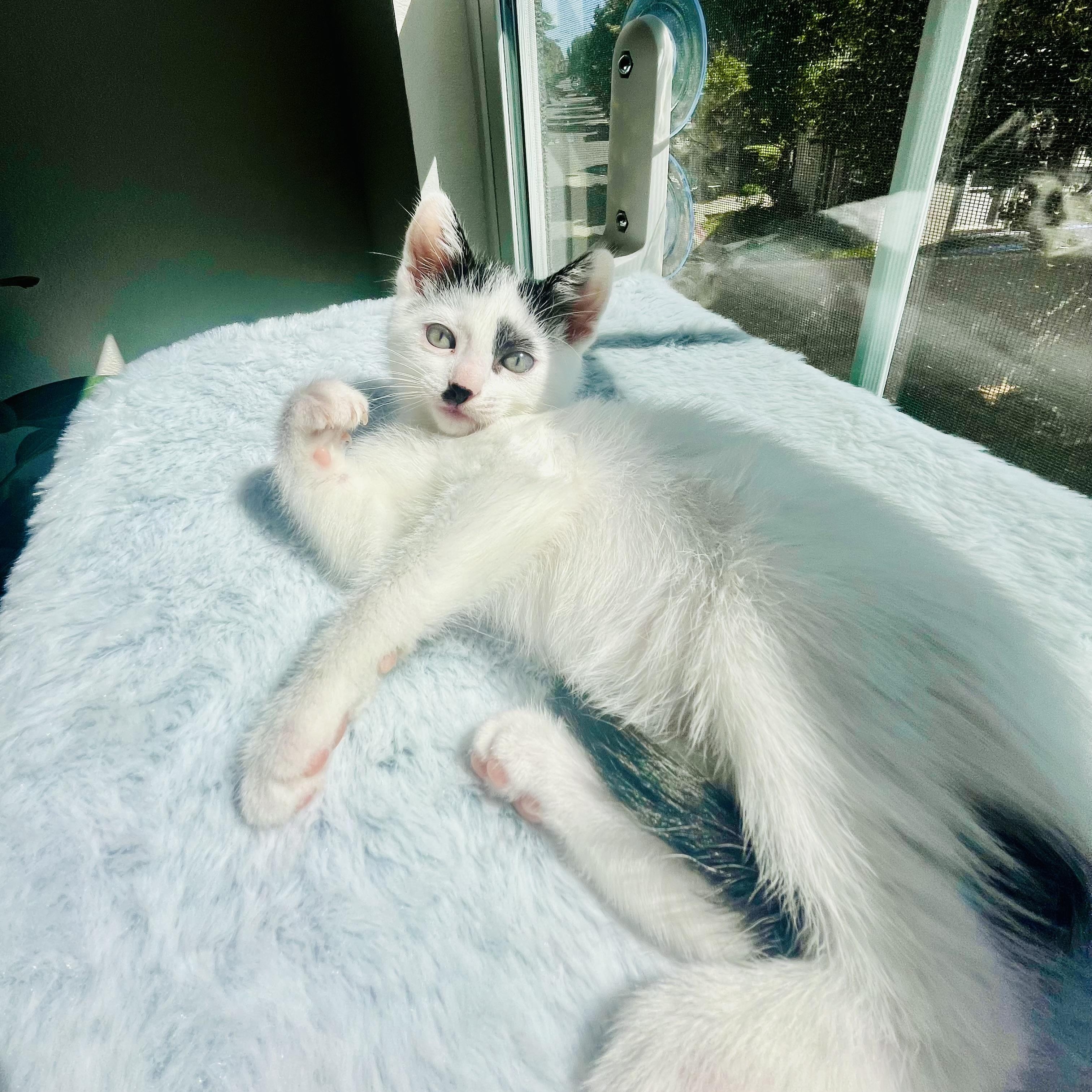 Cookie Crisp & Cookie Crumble (bonded pair), ADOPTABLE, Kitten Female Domestic Medium Hair.
