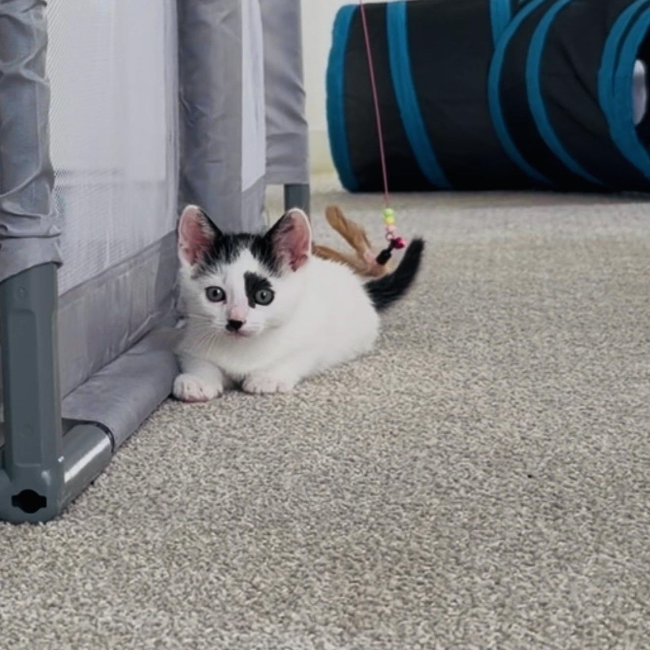 Cookie Crisp & Cookie Crumble (bonded pair), a ADOPTABLE Domestic Medium Hair in Sacramento, CA image 5/6