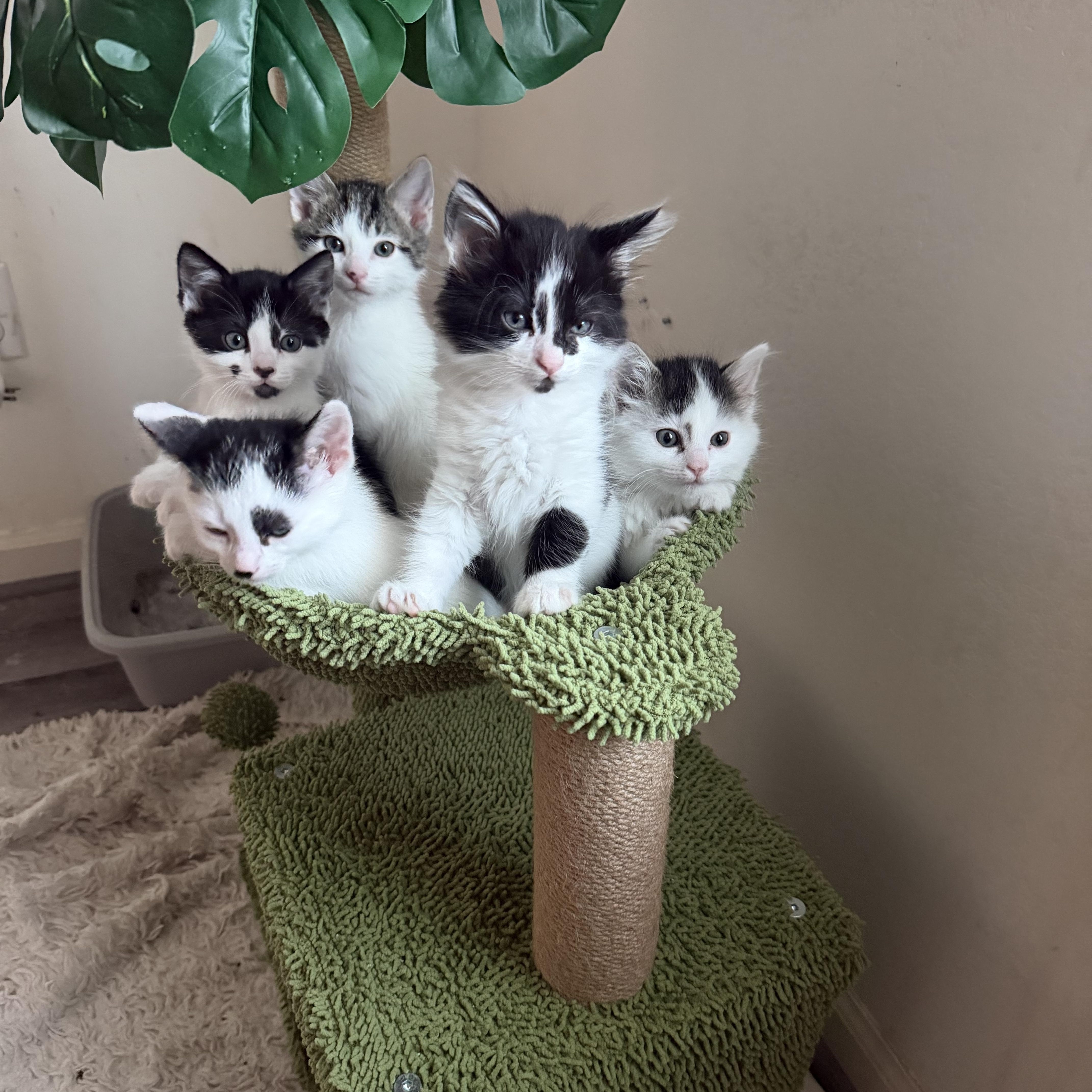 Cookie Crisp & Cookie Crumble (bonded pair), a ADOPTABLE Domestic Medium Hair in Sacramento, CA image 6/6